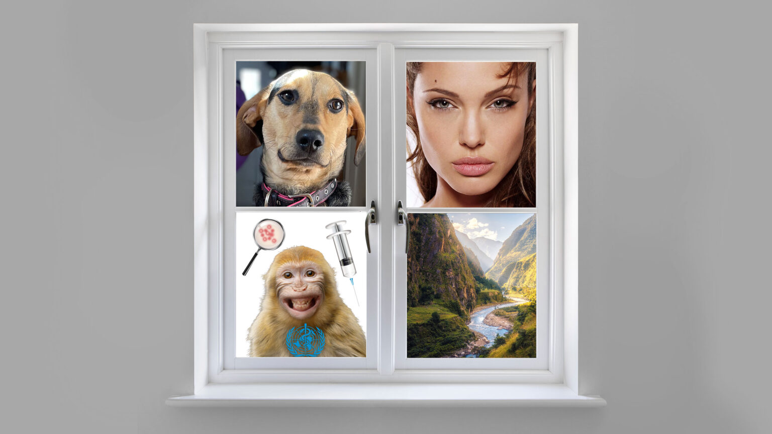 A dog’s life, Angelina Jolie and more monkey business 669b58407fcd4.jpeg