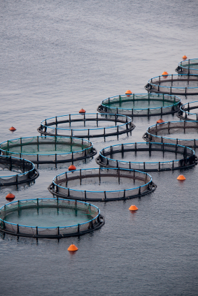 Agribusiness making moves to dominate fish farming 669bd05c2a803.jpeg