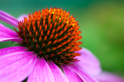 ANH Europe Campaign Feature: UK authorities go after Echinacea for kids 669bcf8d31d73.jpeg