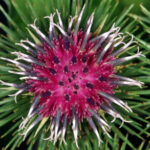 ANH FEATURE: EFSA’s mission creep — new challenges ahead for herbs 669bd06b13dee.jpeg