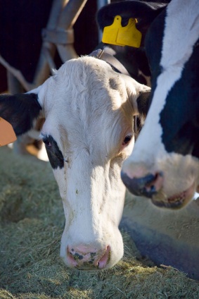 ANH Feature: Europeans consuming GM animal feed unknowingly 669bd84a756ec.jpeg