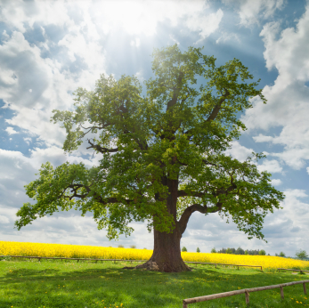 ANH Feature: Healthy death – leaving a sustainable legacy 669bccff48ec9.jpeg