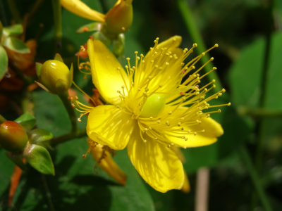ANH Feature: St John’s Wort works as well as drugs – with far fewer side effects 669bdd9f8ceff.jpeg