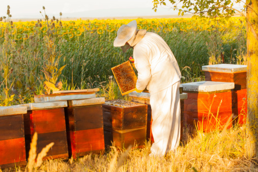 ANH Intl Feature: Buzzing with health – an interview with Alison Derrick of BeeInspired 669bc24059d0a.jpeg