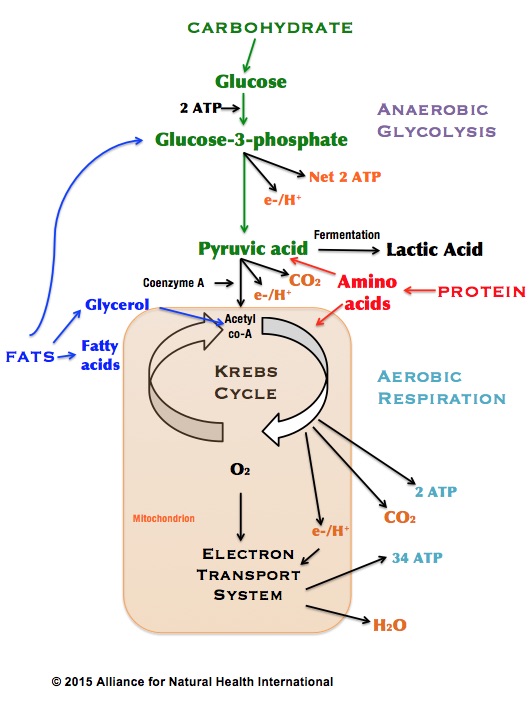 Krebs cycle_ANH