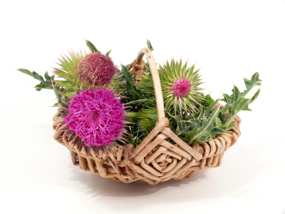 ANH Intl Feature: Lessons to be learned from the milk thistle ‘ban’ in Sweden 669bcc8d9cae3.jpeg