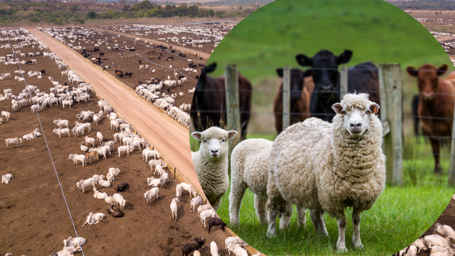 ANH Intl Special Report: From ‘peak oil’ to ‘peak livestock’ – to a dimmer or brighter future? 669b8bea7fcdc.png