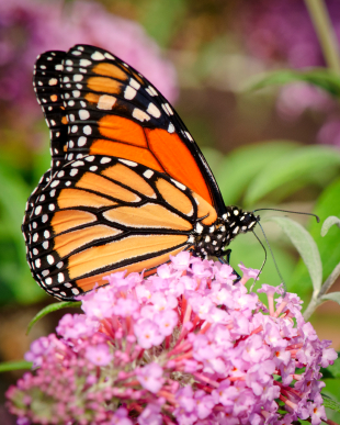 Does GM spell the end for our glorious Monarch? 669bd3e31ffb2.jpeg