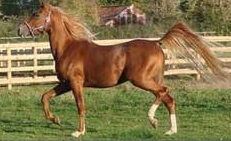 Electromagnetic tumour treatment in an Arabian horse 669bcdeda7c3e.jpeg