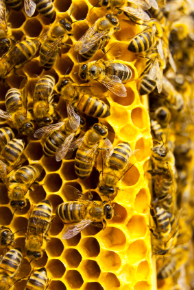 Electrosmog and colony collapse disorder 669bcf00712dd.jpeg