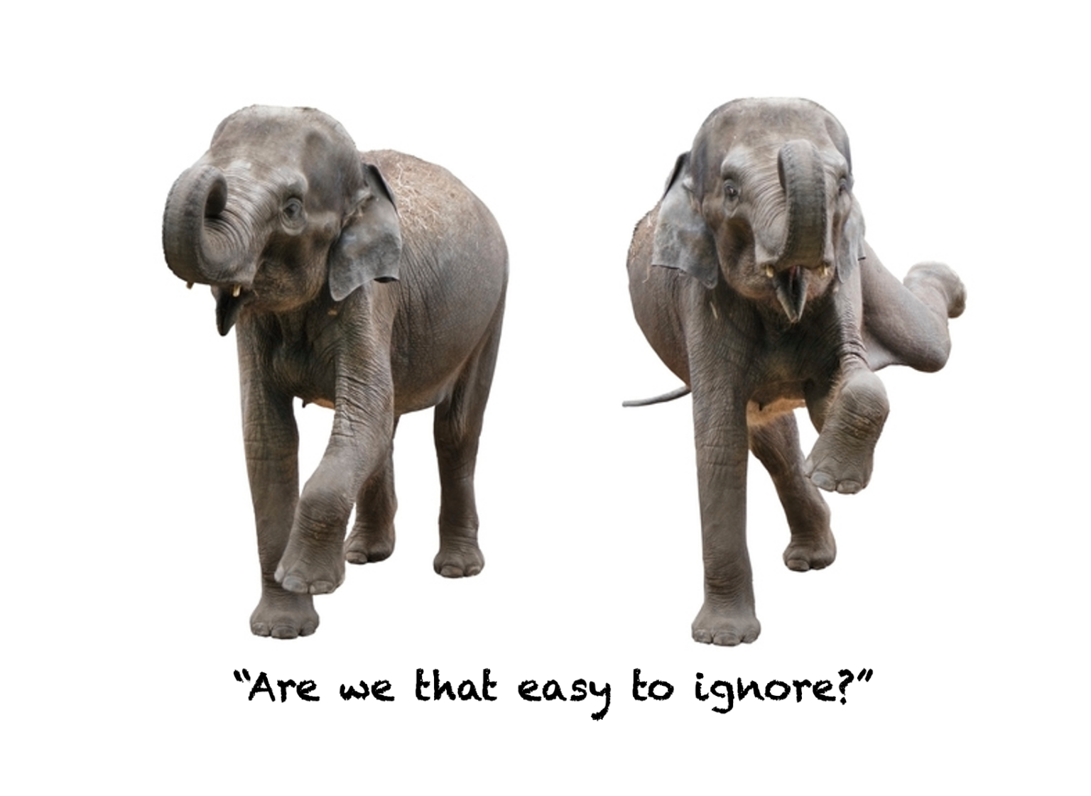 Feature: The two elephants they want us to ignore 669b6912edf88.png