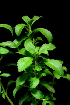 France approves high Reb A Stevia sweeteners 669bdacf702e8.jpeg