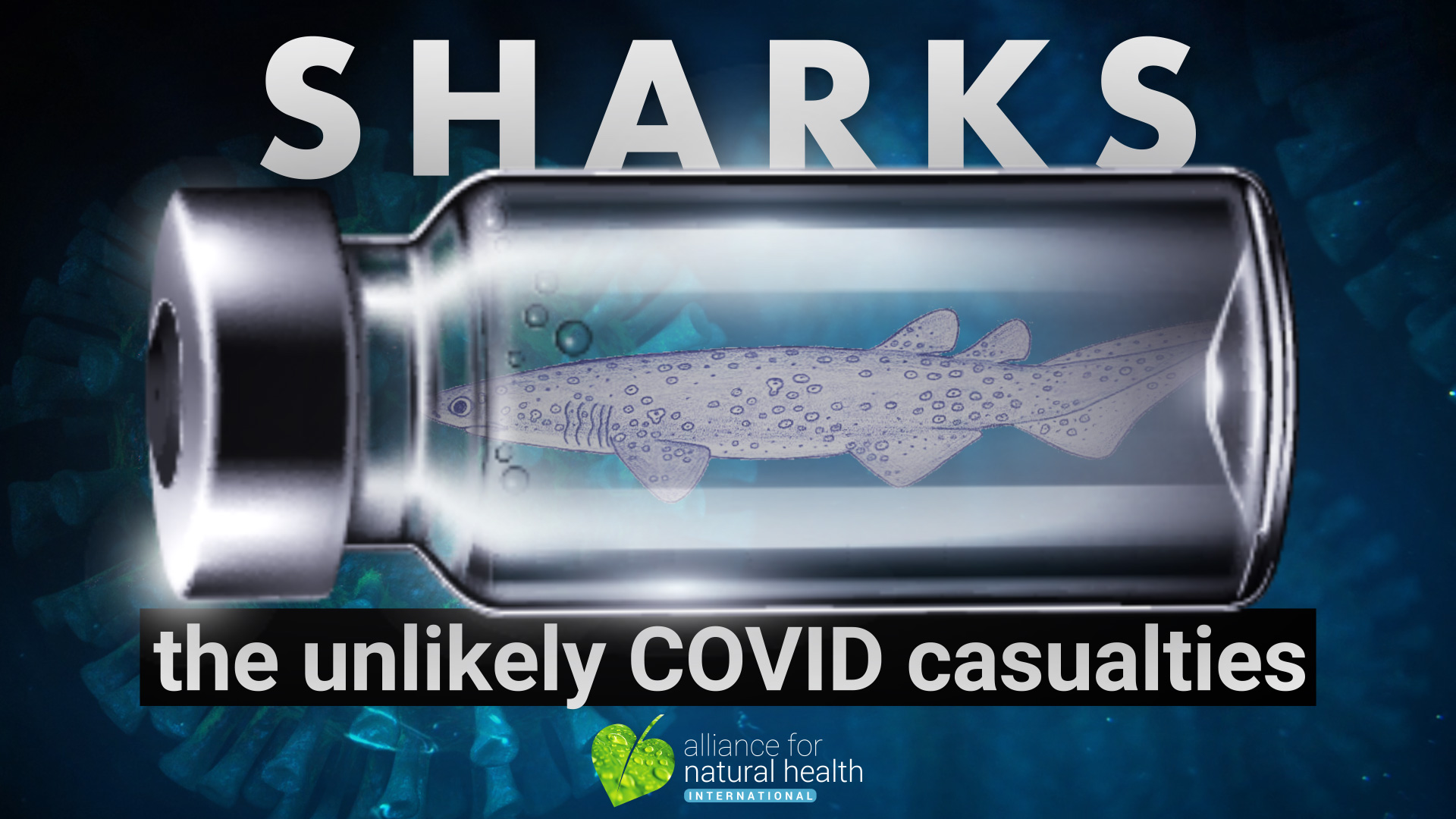 Half a million sharks that shouldn’t be Covid casualties 669b6f45275f6.jpeg