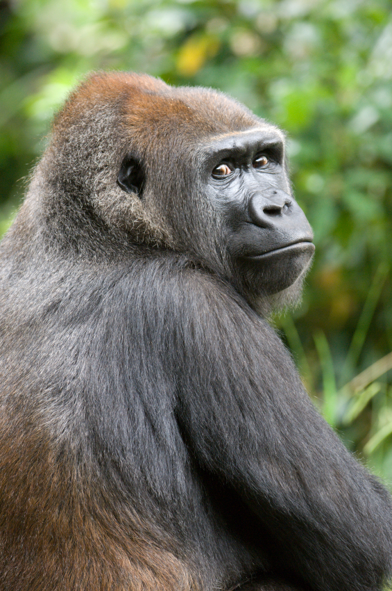 Heart disease, the new epidemic sweeping the gorilla enclosures in a zoo near you 669bdeb57a238.jpeg