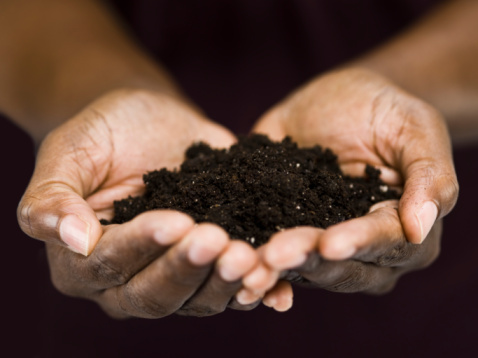 Living soils: the vital link to natural health 669bbecad2431.jpeg