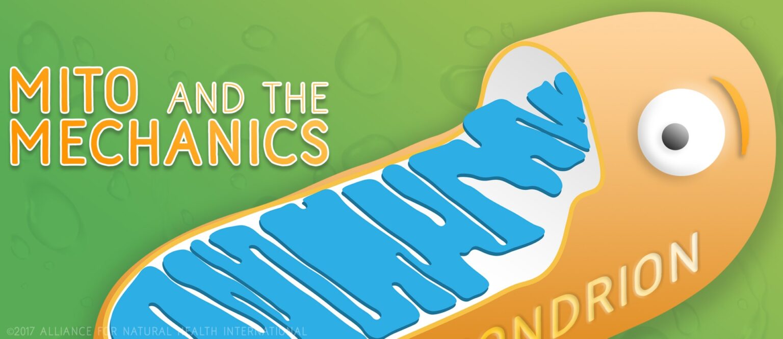 Mito & the mechanics: your DIY health insurance 669bb369234cb.jpeg