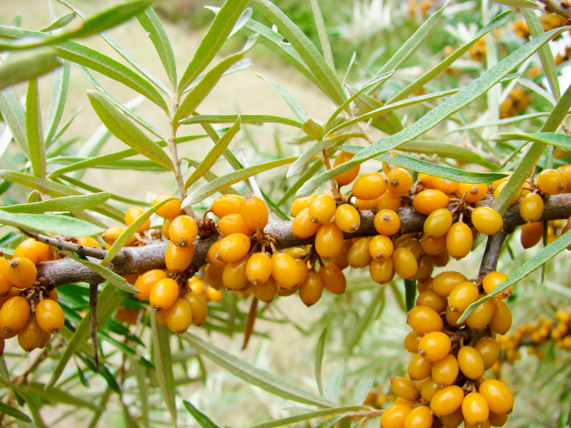 Sea Buckthorn berries