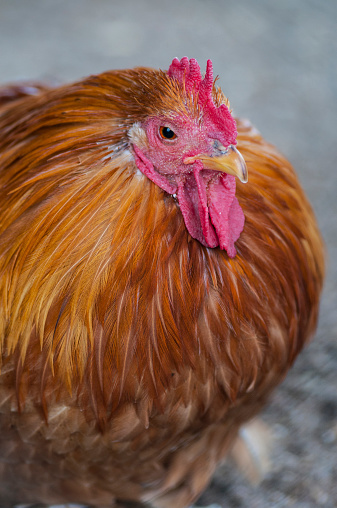Rob Verkerk voices organic concerns in UK poultry magazine 669bc124684bf.jpeg