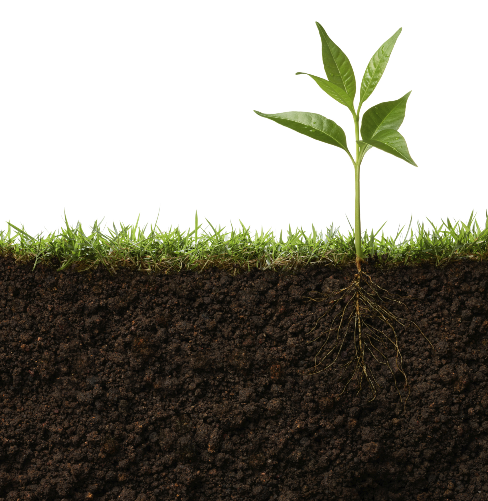 plant with roots