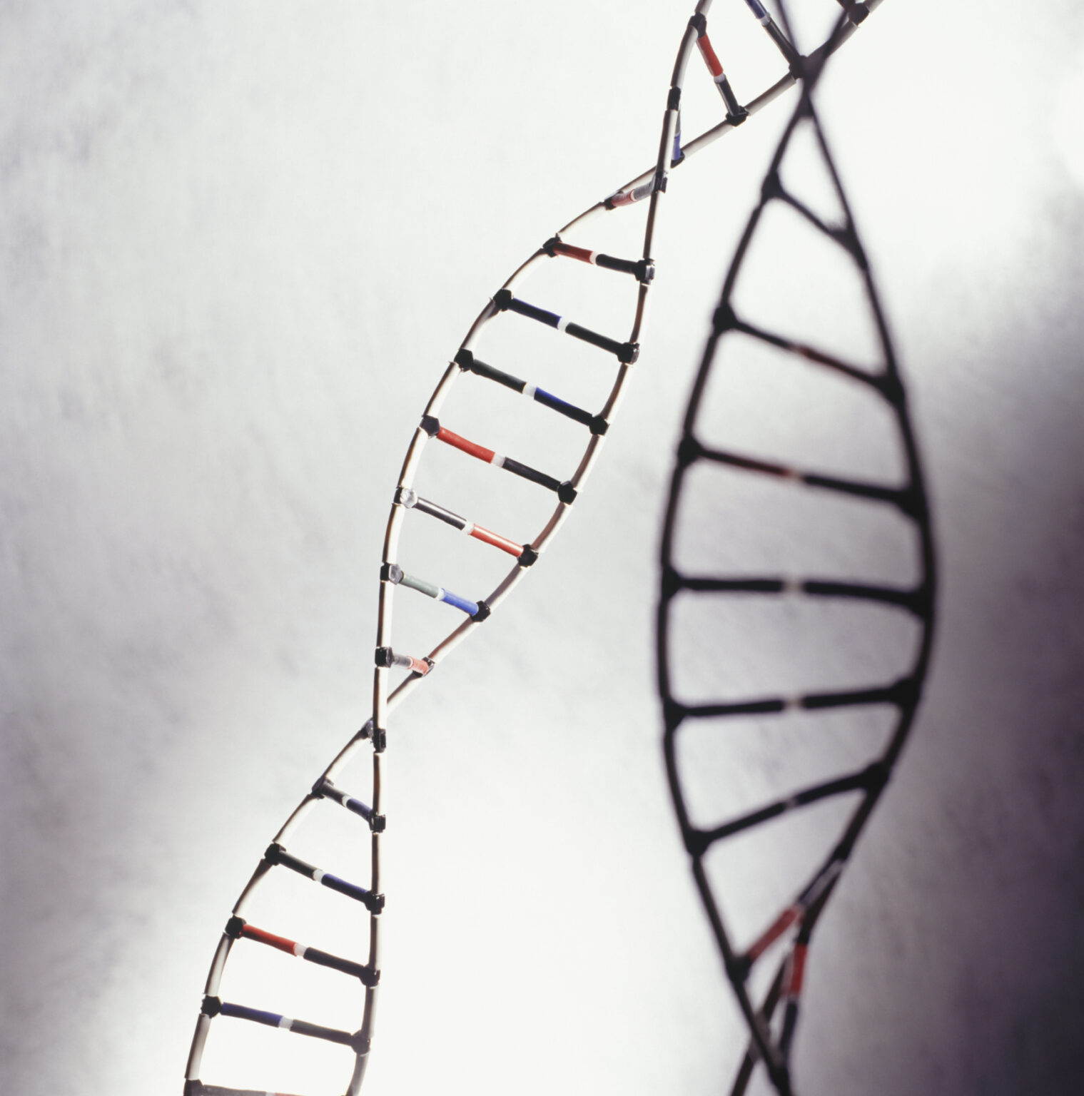 Science births recognition of dietary nucleotides as new nutrient group 669bbcac86c79.jpeg