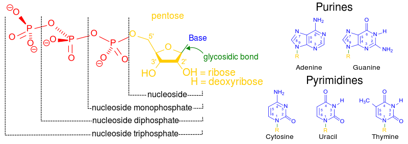 nucleotide structure