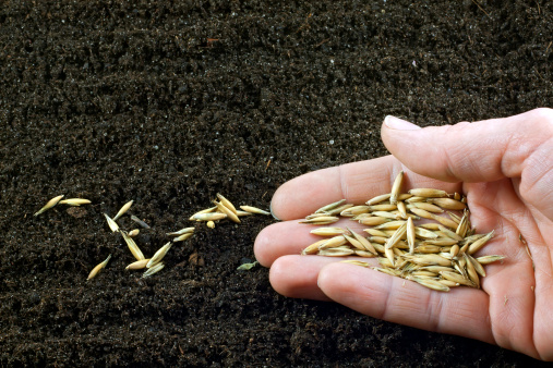 Sowing the seeds of control 669ba161ac7be.jpeg