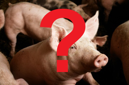 Swine flu 2009: hog hype or global threat? 669bdbf8896f1.jpeg