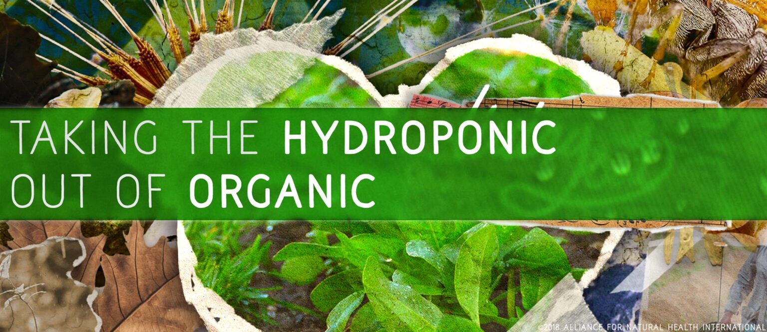 Taking the hydroponic out of organic 669bb12cba792.jpeg