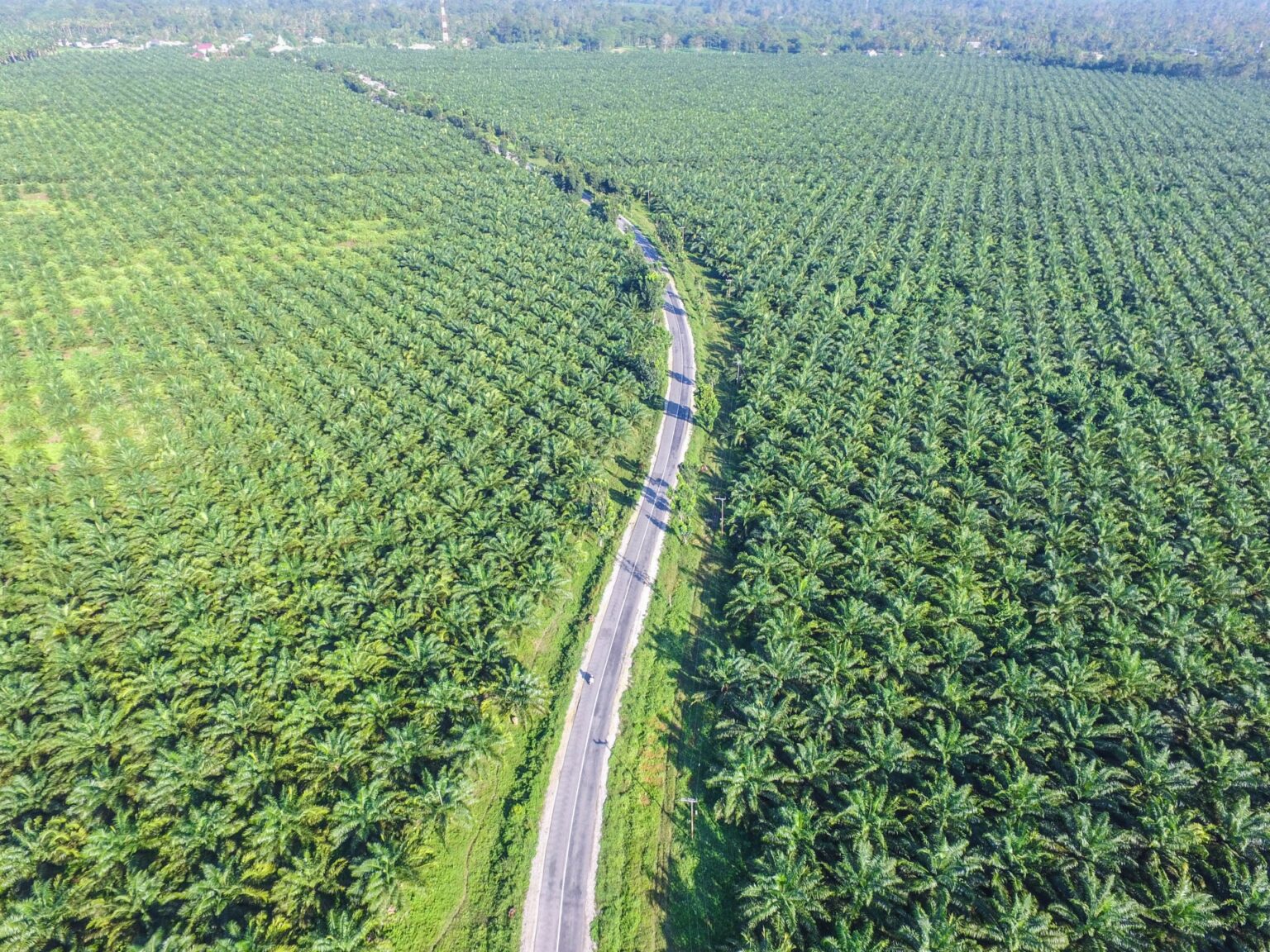 The palm oil paradox 669bb25e79046.jpeg