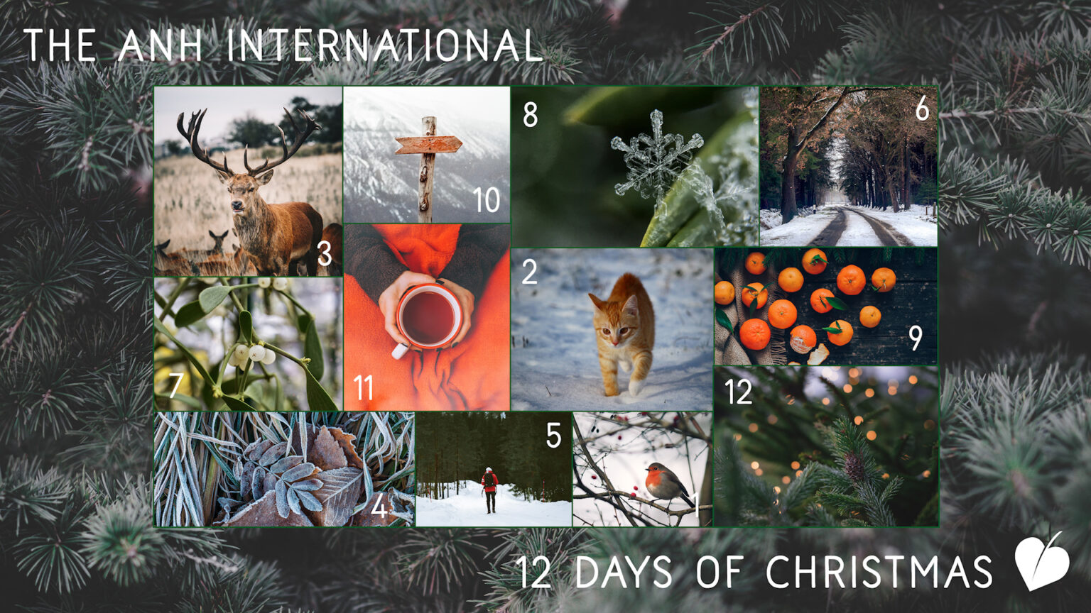 The Twelve Days Before Christmas – ANH style! 669b8bc1b5728.jpeg