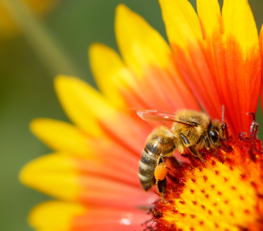 The Vanishing of the Bees 669bd154a3dcf.jpeg