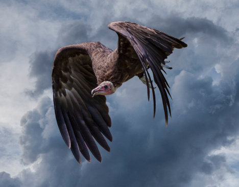 The vultures are circling over GM free status in the EU 669bc2e0969f2.jpeg