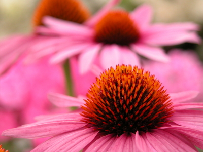 UK medicines regulator explains ‘Echinacea in kids’ warning 669bcf37b2ab1.jpeg