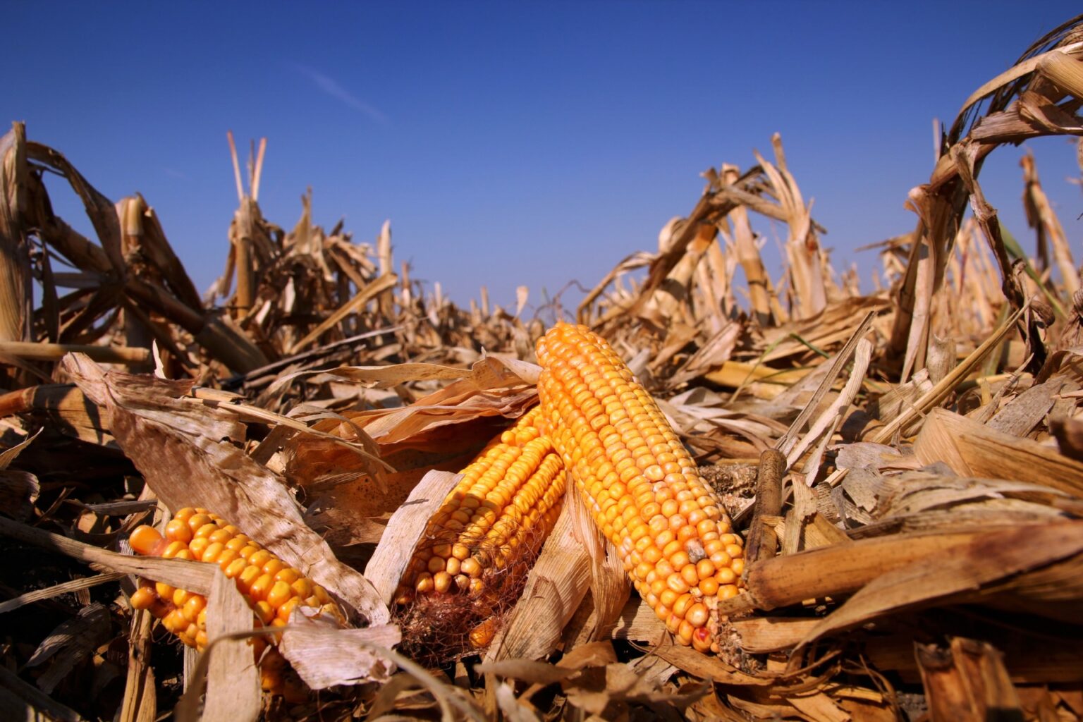 UK Royal Society whitewash on GM crops 669bba943a182.jpeg