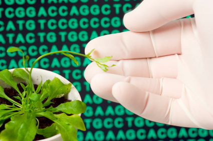 US judge puts obstacle in way of GM giant Monsanto 669bda9a83eef.jpeg