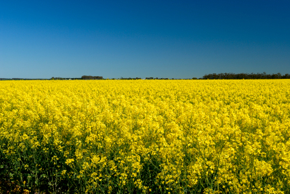 What might the so called “Monsanto bill” really do? 669bdc593cc1c.jpeg