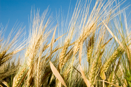 Wheat: time to eliminate it as the major Western human food staple? 669bc7987a7d6.jpeg