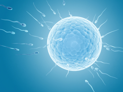 World Health Organization confirms fertility threat from endocrine disruptors 669bcd3c28f56.jpeg
