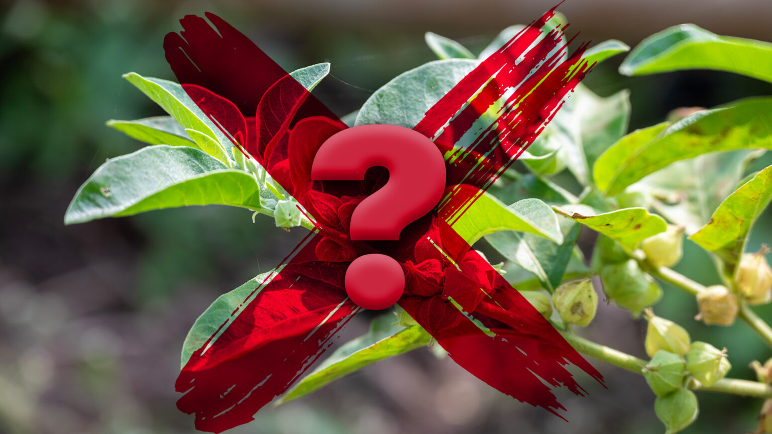 ANH Europe opposes proposed Dutch ashwagandha ban 67eabf413c69c.jpeg