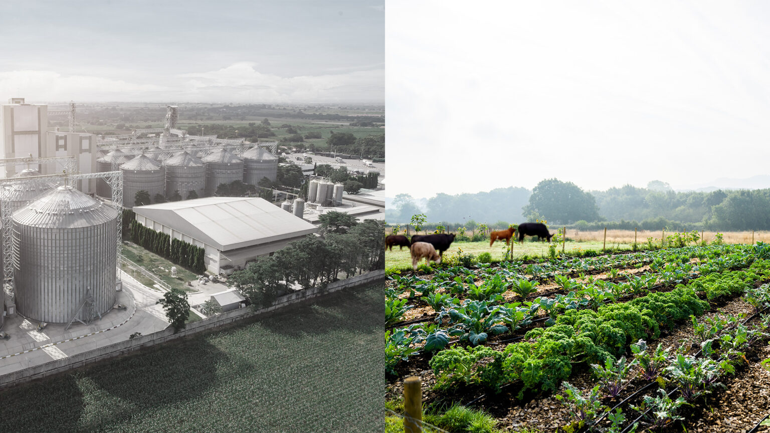 The Battle for Food Sovereignty is Hotting Up 67cf0f836fea2.jpeg