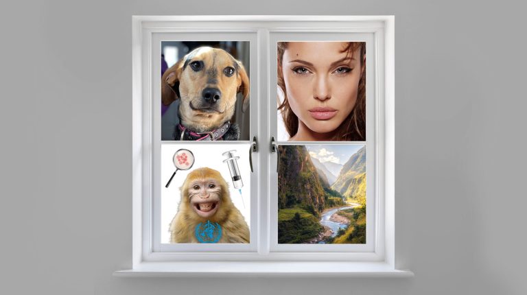 A dog’s life, Angelina Jolie and more monkey business_669b58407fcd4.jpeg