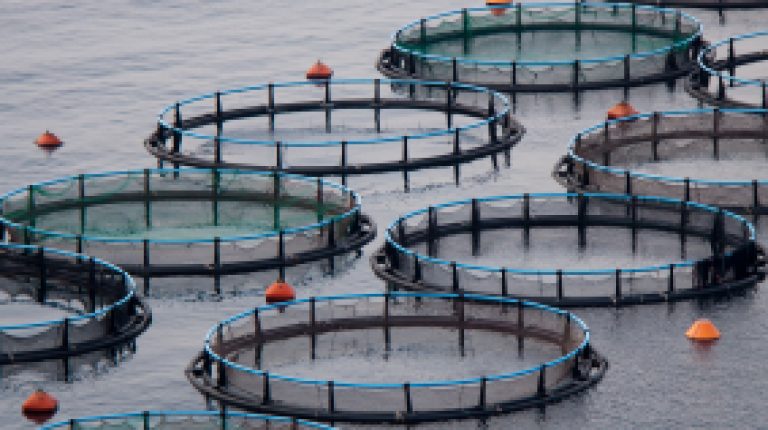 Agribusiness making moves to dominate fish farming_669bd05c2a803.jpeg
