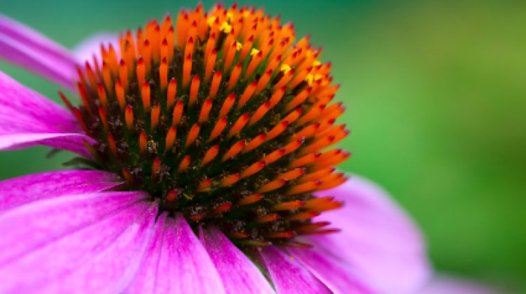 ANH-Europe Campaign Feature: UK authorities go after Echinacea for kids_669bcf8d31d73.jpeg