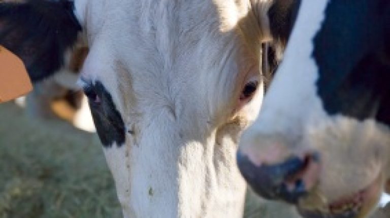 ANH Feature: Europeans consuming GM animal feed unknowingly_669bd84a756ec.jpeg