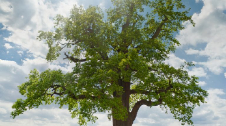 ANH Feature: Healthy death – leaving a sustainable legacy_669bccff48ec9.jpeg