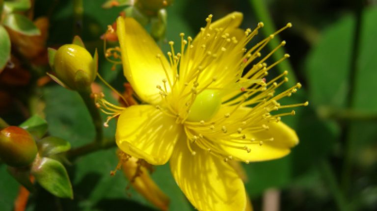 ANH Feature: St John’s Wort works as well as drugs – with far fewer side-effects_669bdd9f8ceff.jpeg