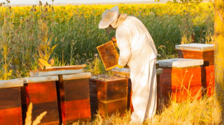 ANH-Intl Feature: Buzzing with health – an interview with Alison Derrick of BeeInspired_669bc24059d0a.jpeg