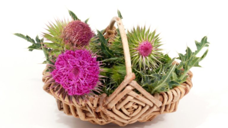 ANH-Intl Feature: Lessons to be learned from the milk thistle ‘ban’ in Sweden_669bcc8d9cae3.jpeg