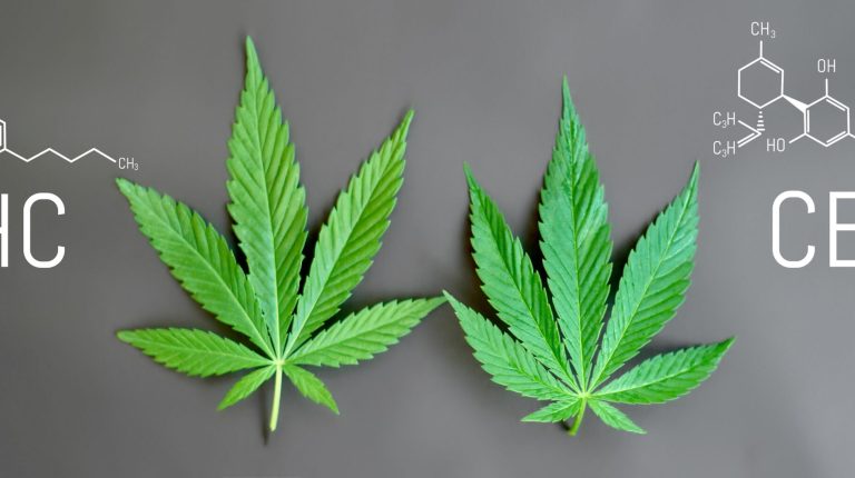 ANH-Intl Special Report: Is safety the new gremlin for CBD regulation?_664e2294b0ef0.jpeg