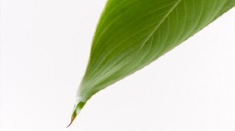 ANH Press Release: European Commission recognises need for amending herbals directive_669bddba15da6.jpeg